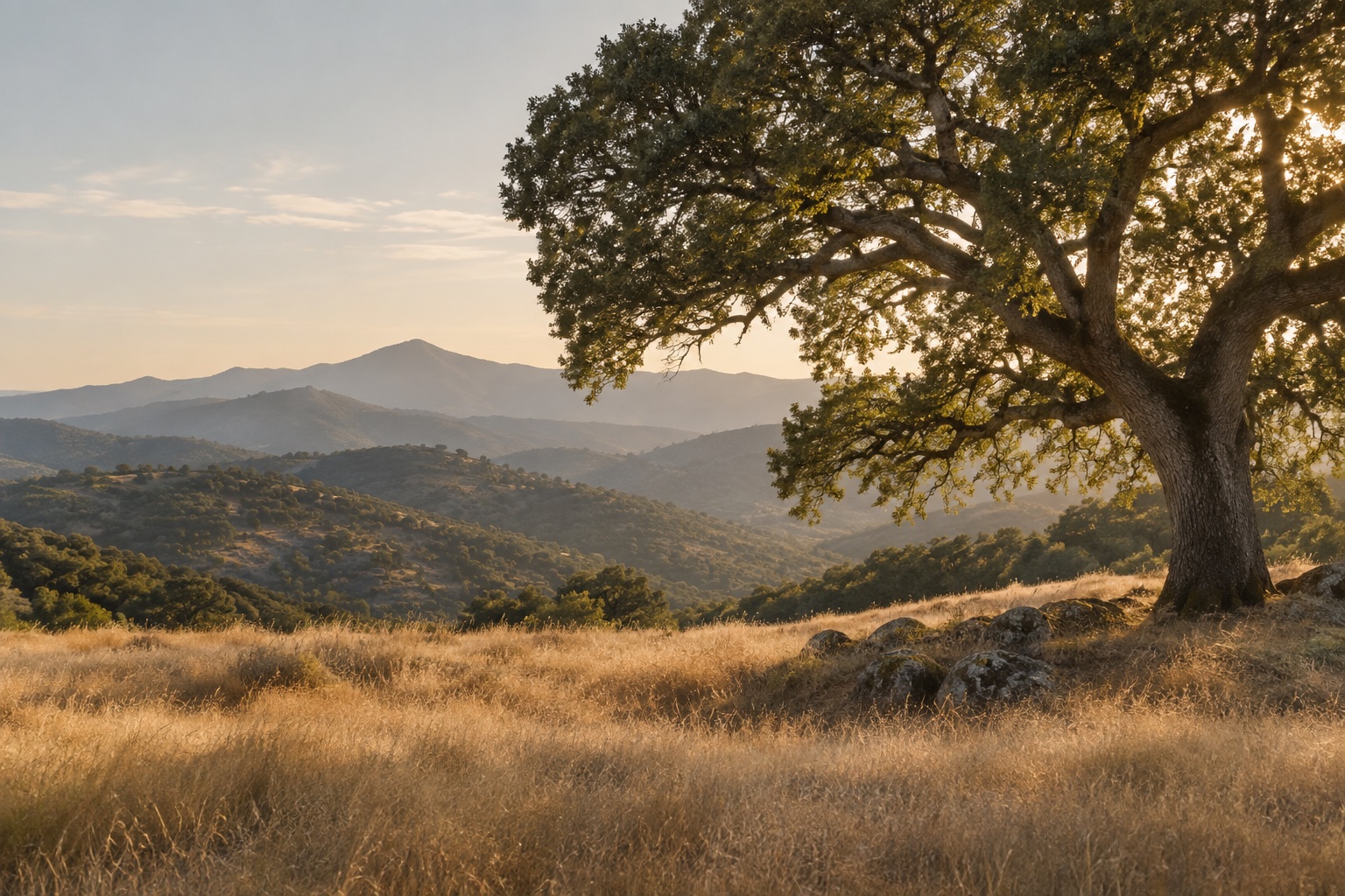 Concept image of a spreading oak in a sunlit California mountain landscape